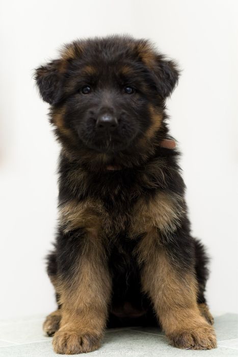 Femela /pui ciobanesc german par lung