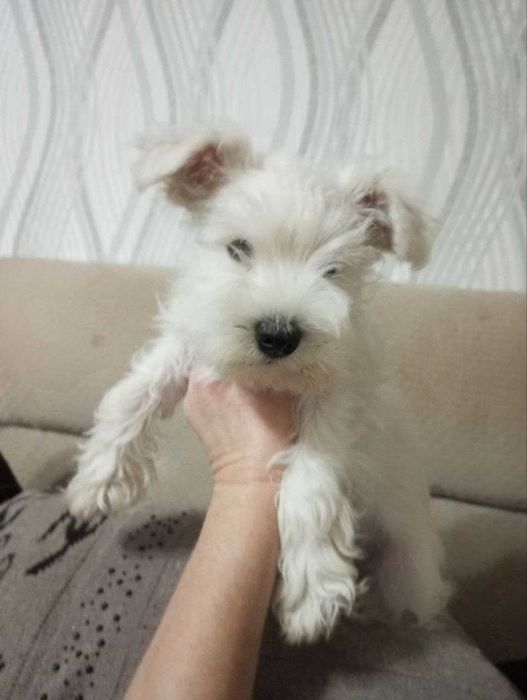 Щенки белого цвергшнауцера