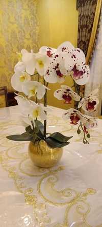 Орхидея- декор для вашего интерьера!