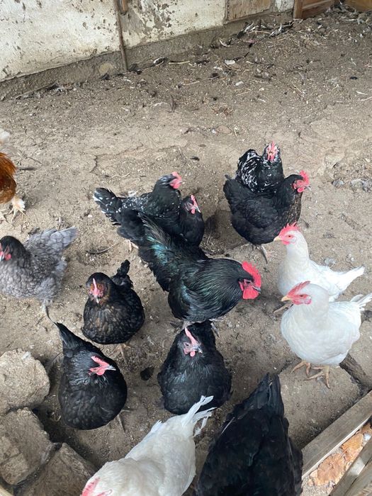 9 тауык 2 атеш сатылады