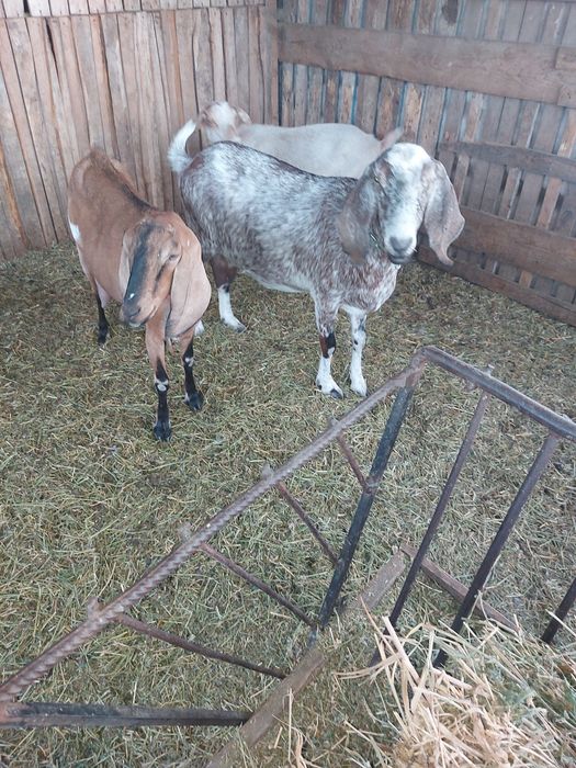 Vand 4 capre anglonubian