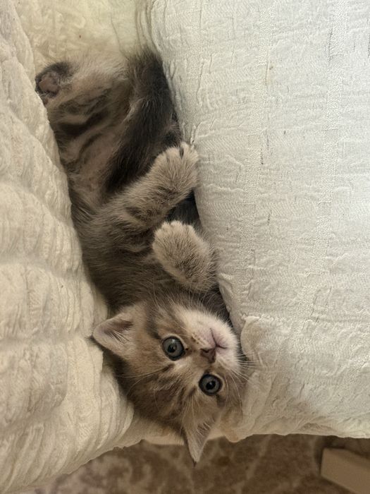 Продается котенок. Девочка