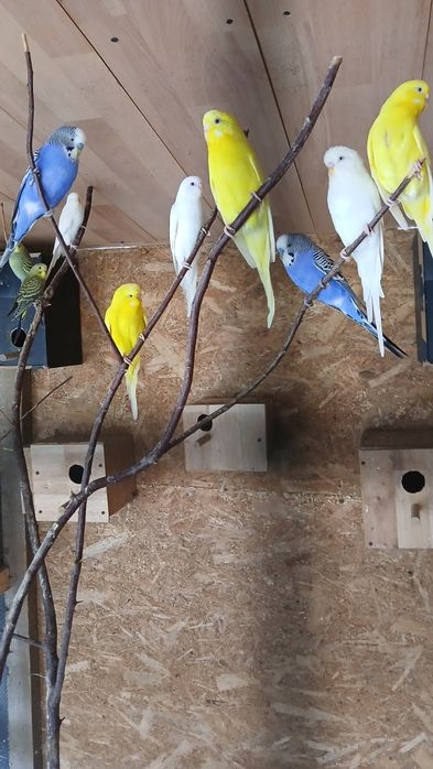 Vand sau schimb perusi