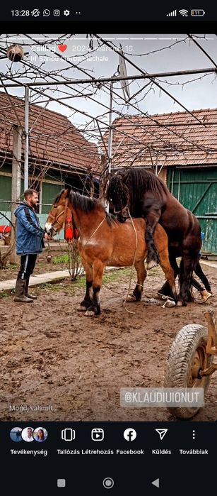 Vând mânz de 6 luni