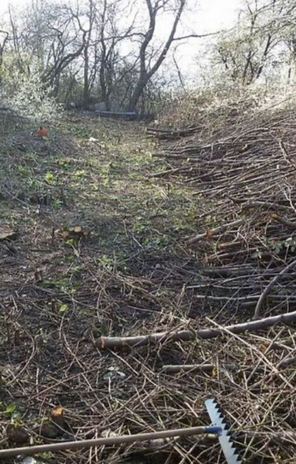 Професионално рязане на опасни дървета  .рязане на храсти и косене