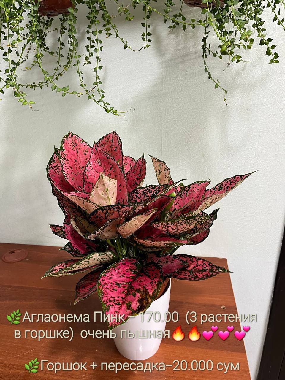 Комнатные цветы.