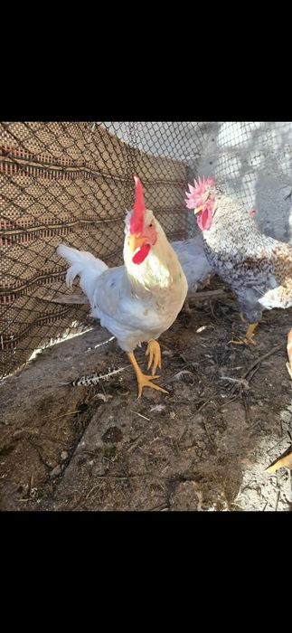 Петли петлета  и кокошки от стари български породи