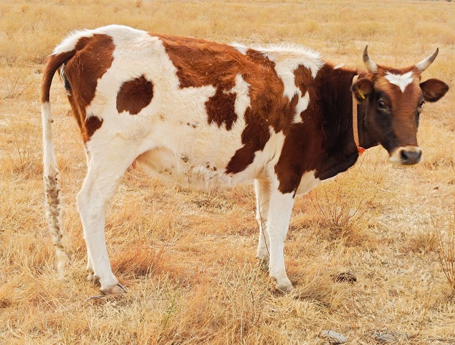 Сельхоз животные