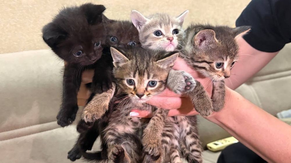 котята породистые