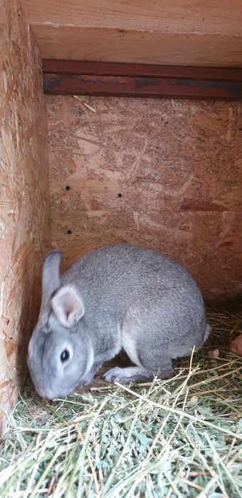 Vand iepuri rex pitic chinchilla