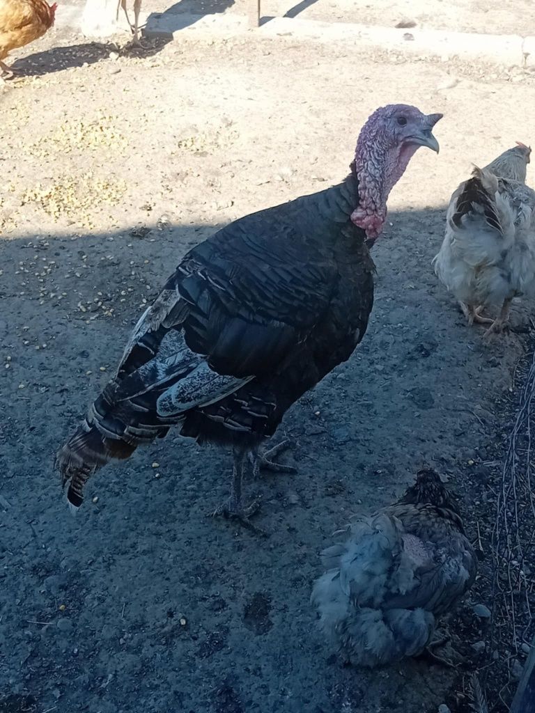 Pui de curcani taranesti