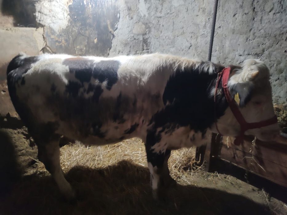 Vand juninca Simmental