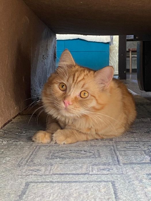 Кот,домашний,приученный