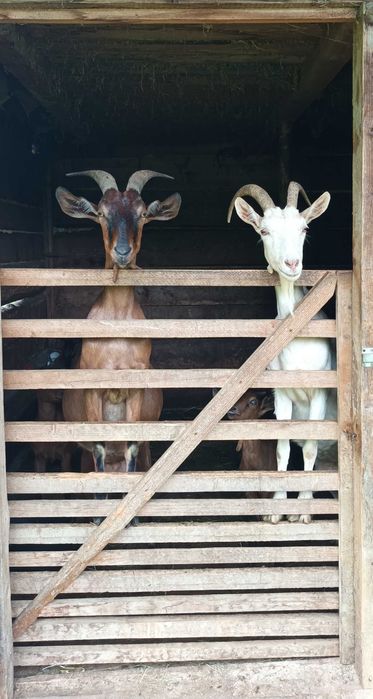 Vand capre bune de rasa și un tap de anul acesta!