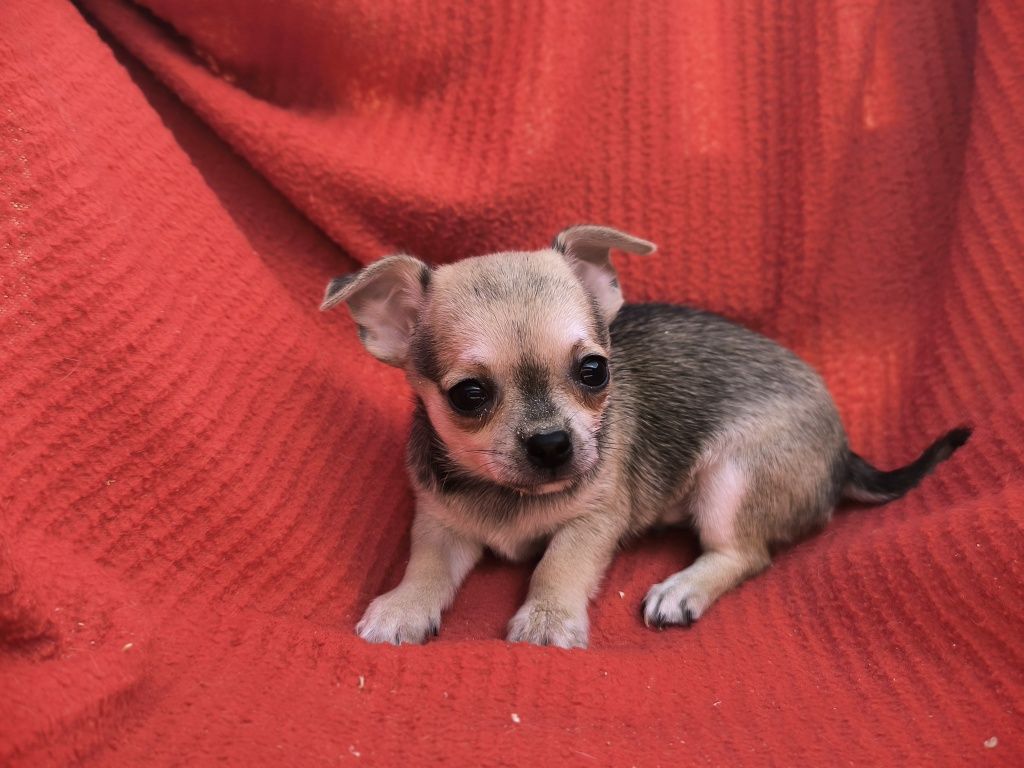 Vand baietel Chihuahua mini