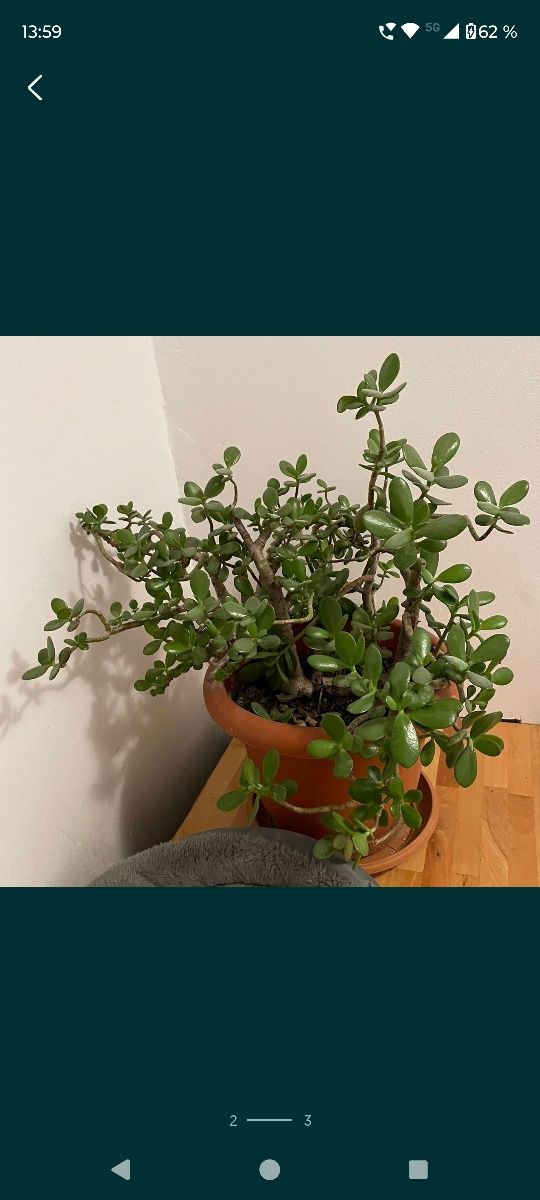 Planta crassula ovata mare