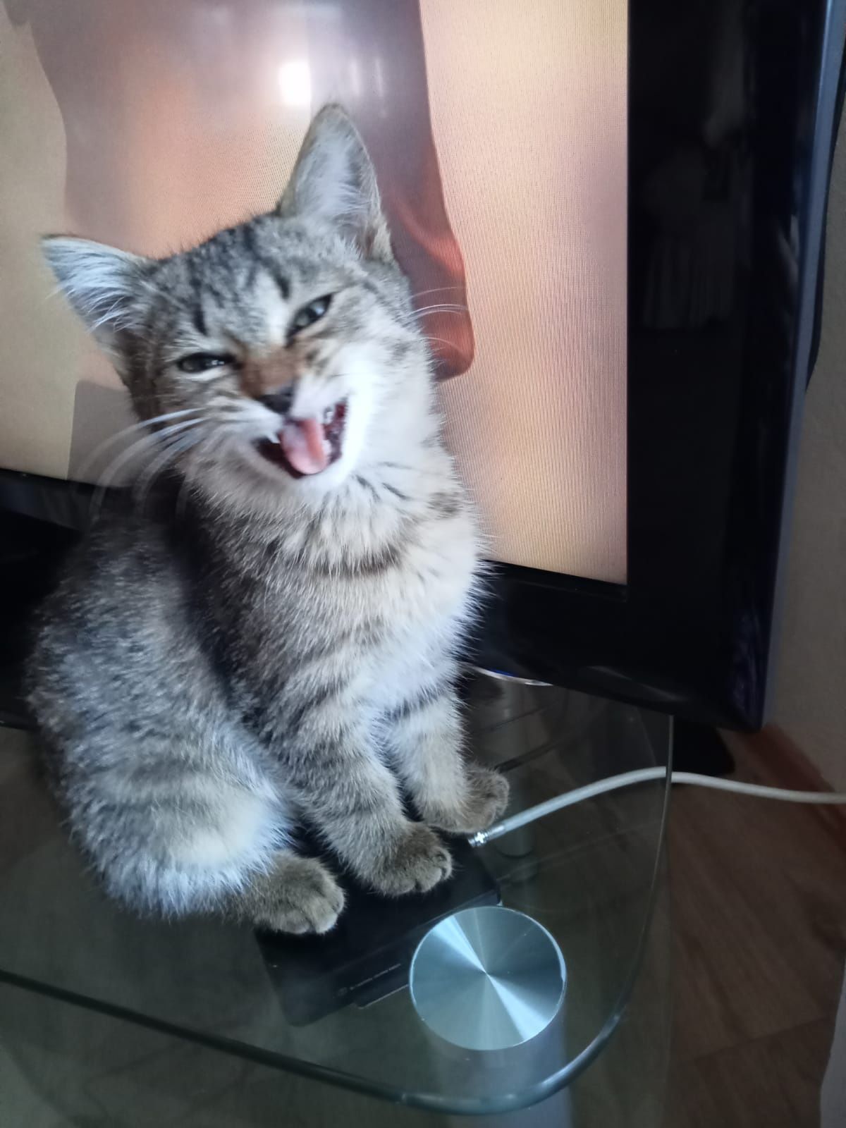 Пристроим кошек спасёнышей в очень ответственные семьи!!!