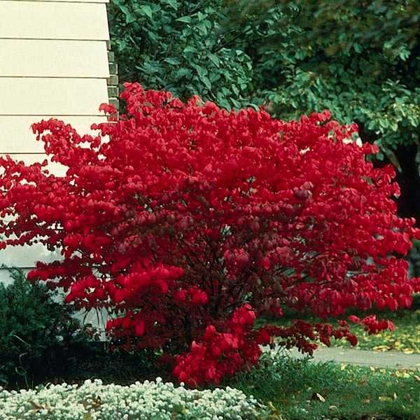 Oгнен храст - Euonymus alatus  Студоустойчив