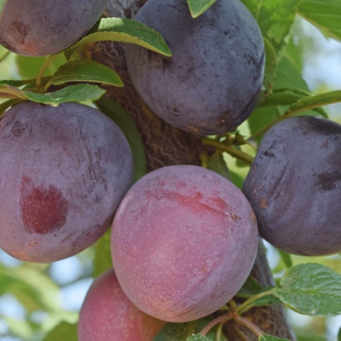 Prun (Soiul Sangue Di Drago )