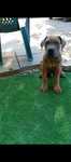Cane Corso mascul