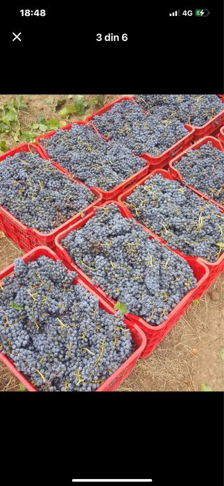 Vand struguri de vin