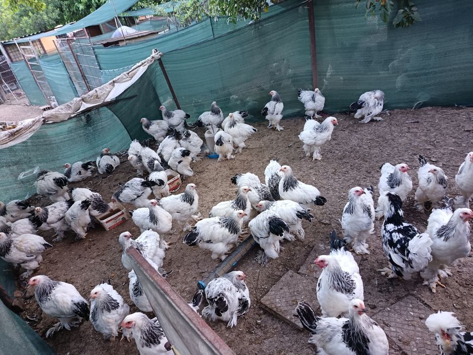 Продават се куломбииски брами