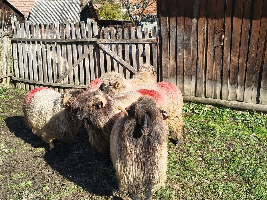 Vând cinci miori bucălai