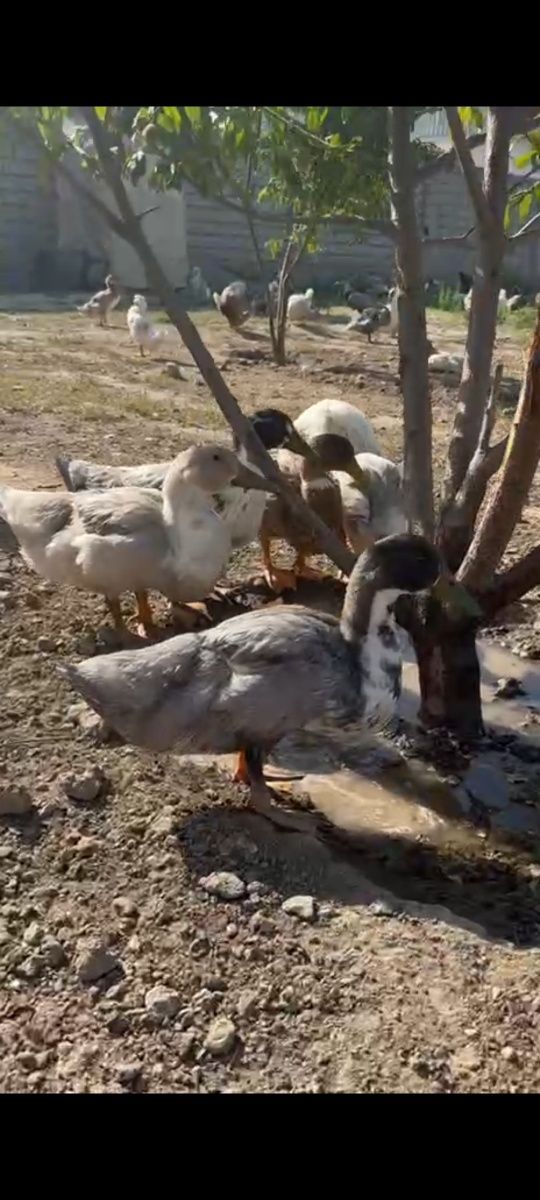 Ordak sofiladi galuboy favarit