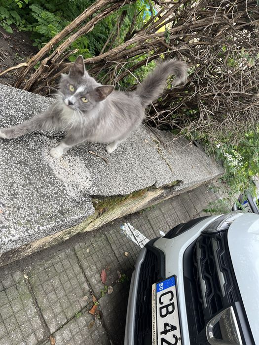 Момичето котенце е много красиво и нежно.