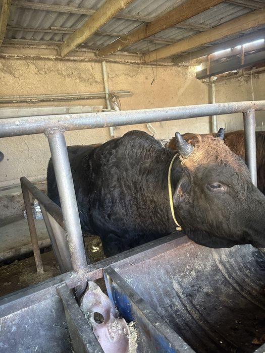 Buqa sotildi 28 milyon kelshim yana