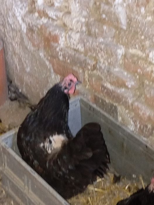 Găini și puicuțe de vanzare