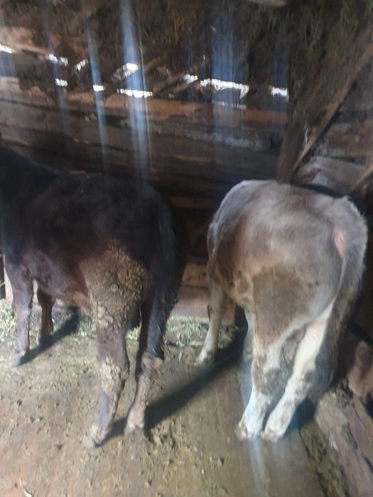 De vânzare ce se vede