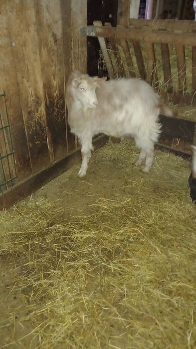 Vand țap din primăvară