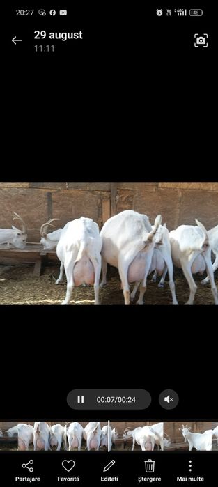 7 capre bune de lapte vor sa plece