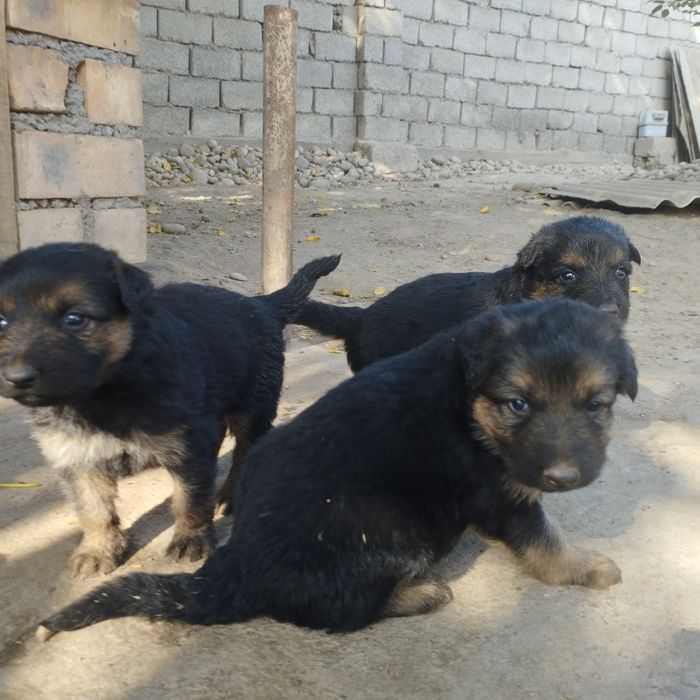 Щенки немецкой овчарки