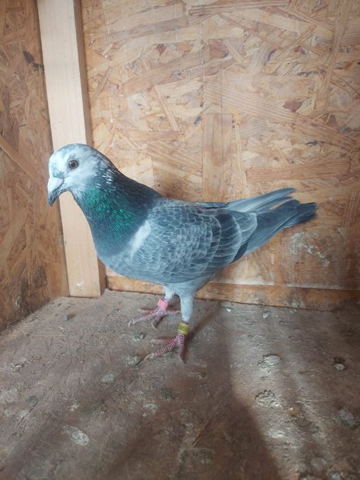 Porumbel  Voiajor viteză