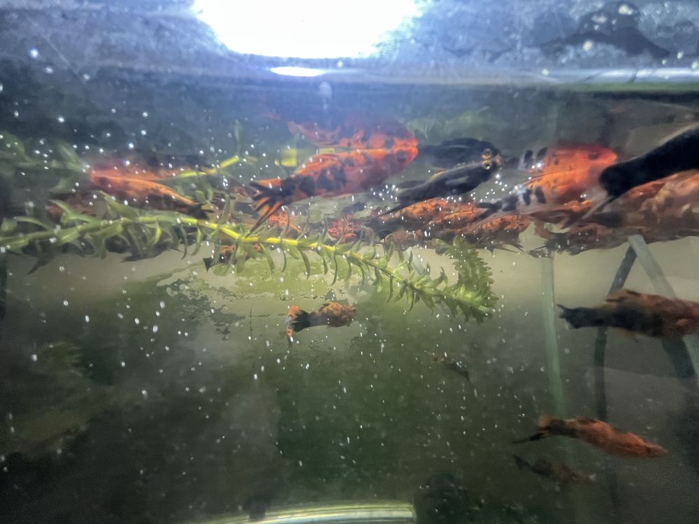 Vand pui de pesti xifo