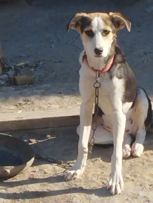 Отдам бесплатно в добрые руки собаку!