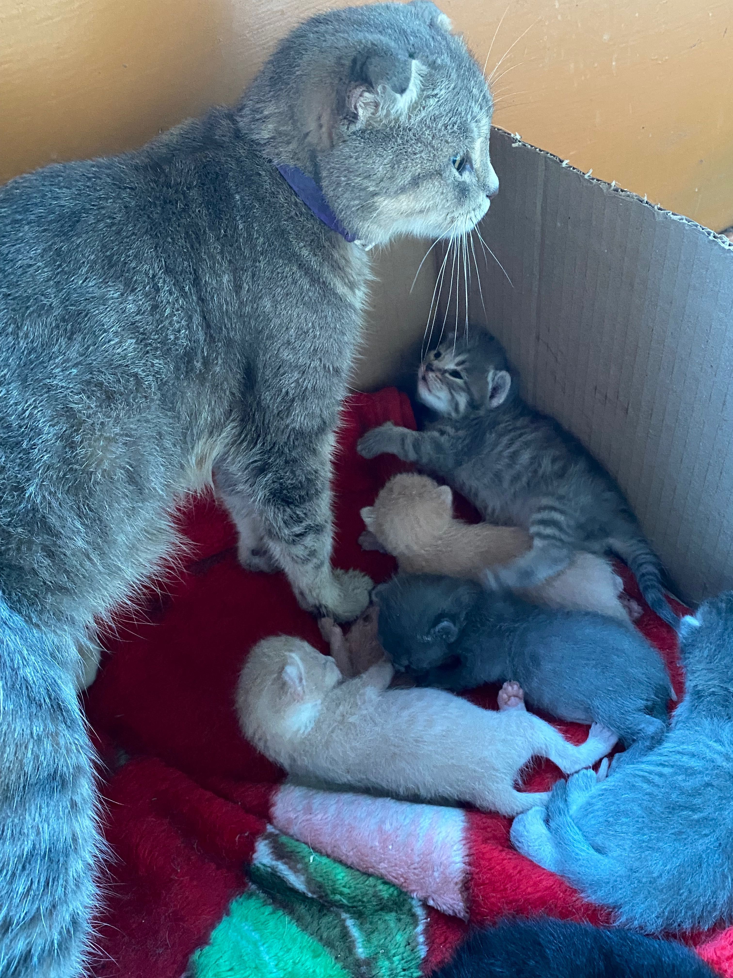 Котята животные котята