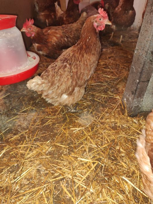 Vând puicuțe roși Ouătoare