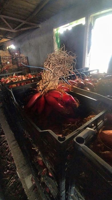 Producator vând ceapa rosie de apa