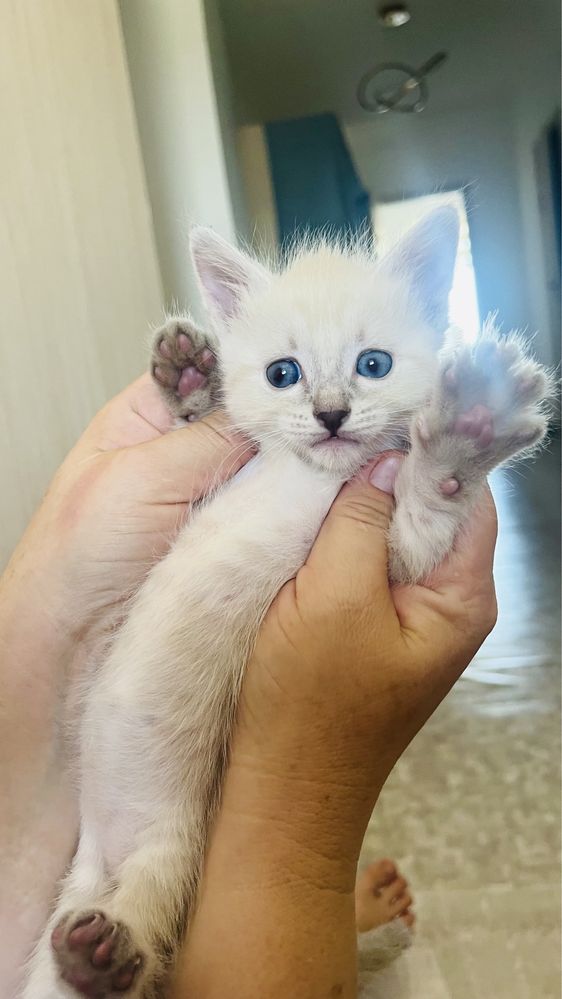 котята 1,5 месяца