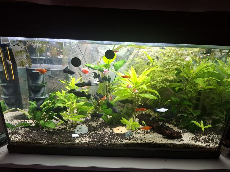 Vand sau schimb pesti Black molly lyra sau poecillia
