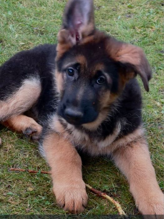 Щенки немецкая овчарки