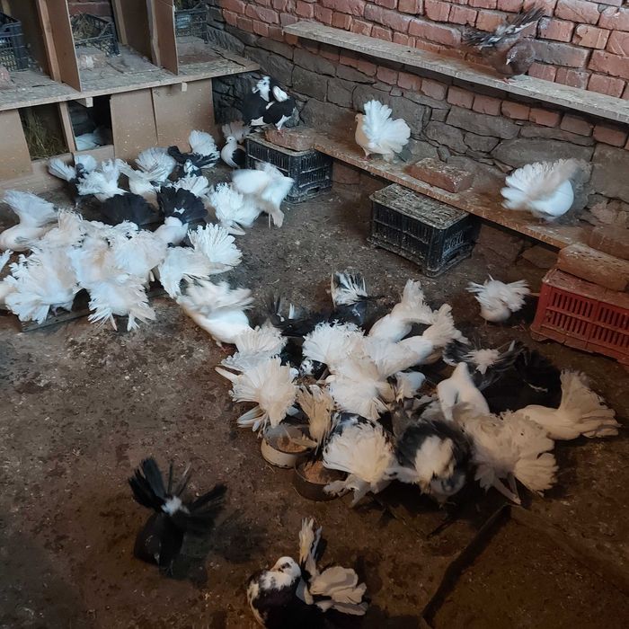 Продавам гълъби Финерлии - бели, сиви и пъстри.