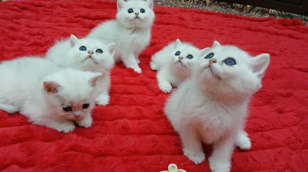 Продаётся котята mushukchalar sotiladi