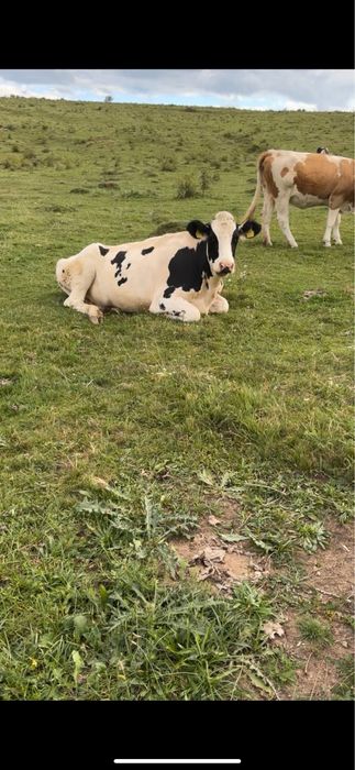 Ofer spre vanzare juninci holstein gestante!