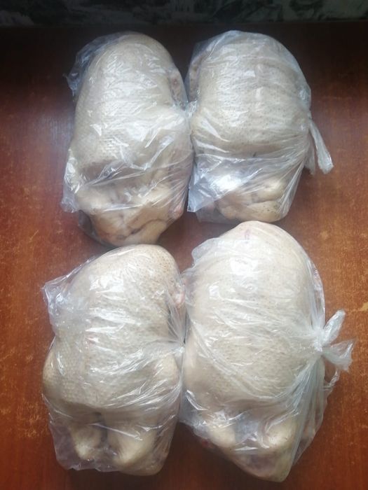 Продам мясо домашних мясных уток, индауток, мулардов и гусей все в нал