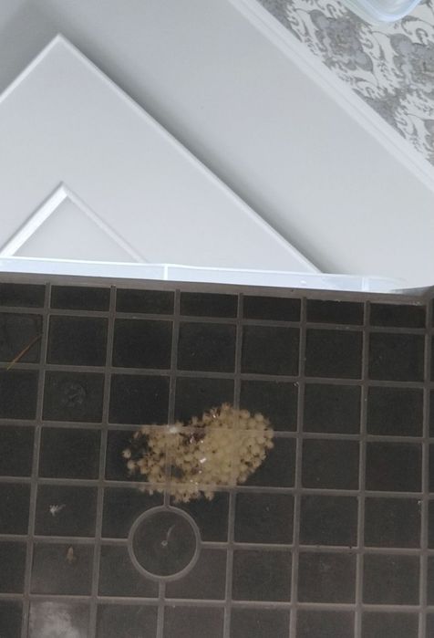 Ulitka tuxumi bor, krem uchun. Яица улиток для крема и тд