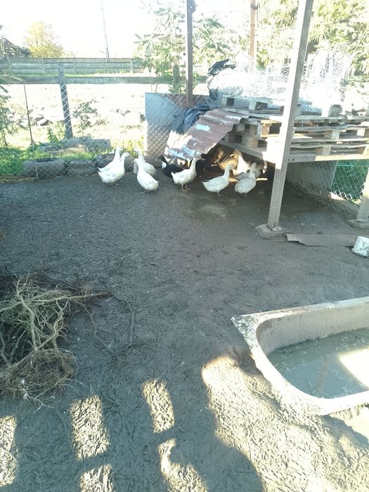 Vand rațe de carne